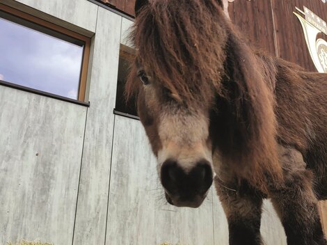 Waldspaziergang mit Ponys und Haflinger