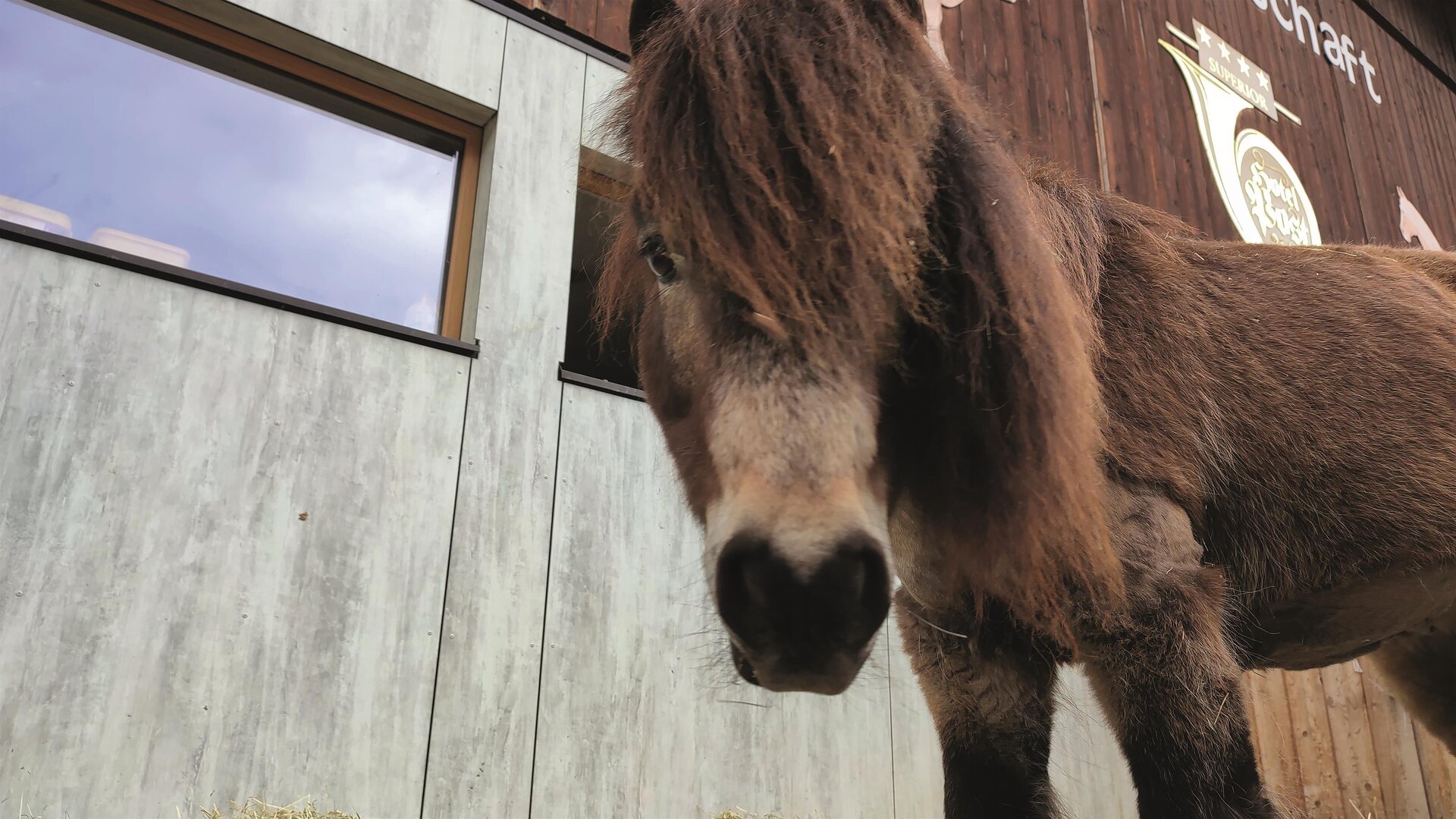 Waldspaziergang mit Ponys und Haflinger Waldspaziergang mit Ponys und Haflinger
