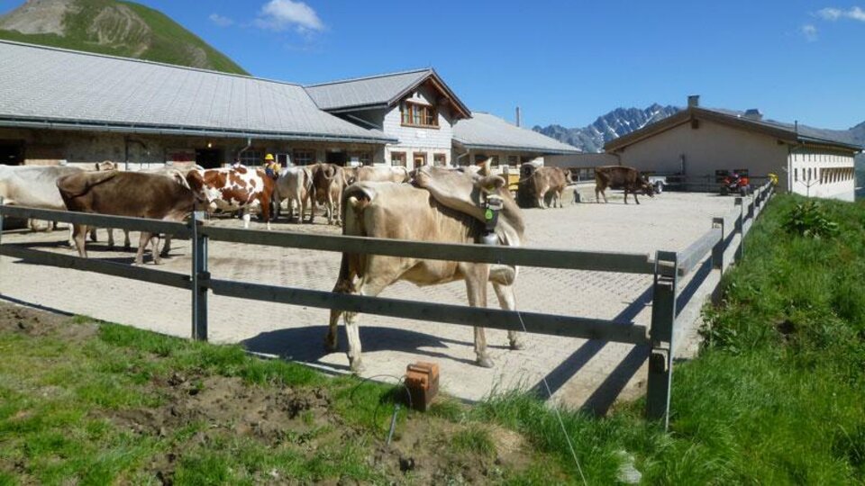 Eine Idylle auf dem Bauernhof mit Kühen, die im Freien stehen. Im Hintergrund sind die Berge und ein blauer Himmel zu sehen.