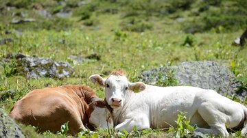 Zwei Kühe liegen entspannt auf einer Wiese. Umgeben von grüner Vegetation und Felsen genießen sie die Sonne.