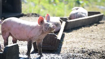 Drei Schweine stehen auf einem Bauernhof. Eines der Schweine schaut in die Kamera, während die anderen im Hintergrund liegen.