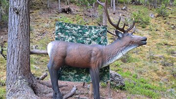 Ein lebensgroßes Modell eines Rentiers steht vor einem camouflagefarbenen Hintergrund in einem Wald. Die Umgebung ist grün und naturel.